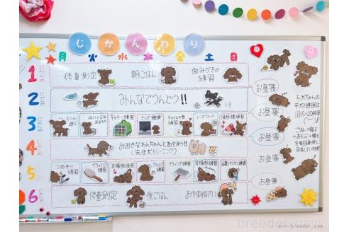 成約済の栃木県のミニチュアダックスフンド(ロングヘアード)-376406の2枚目