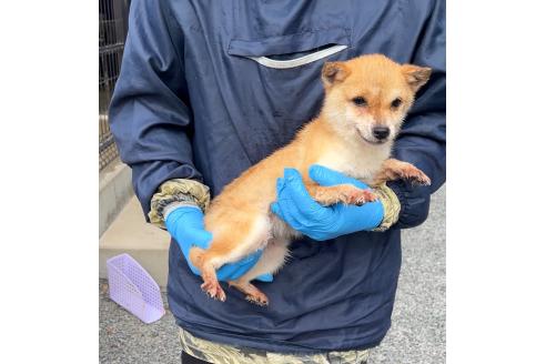 成約済の茨城県の豆柴-378780の1枚目