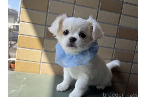 販売中の埼玉県のミックス犬-377176の5枚目