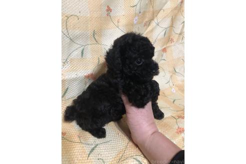 成約済の兵庫県のトイプードル-378782の4枚目