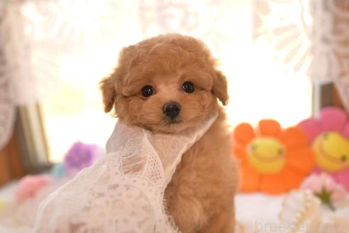 販売中の山梨県のティーカッププードル-379007の3枚目