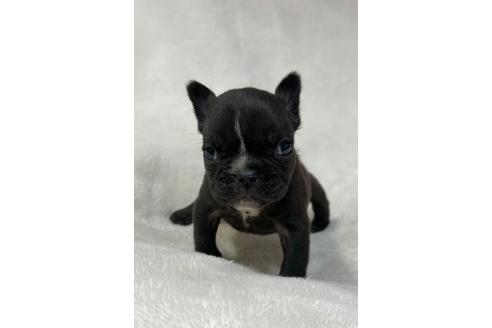 成約済の山口県のフレンチブルドッグ-379107の4枚目