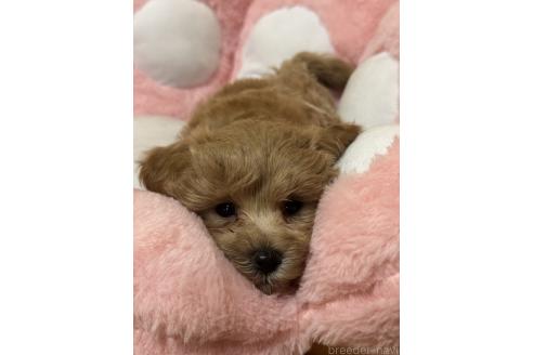 成約済の岐阜県のマルプー:マルチーズ×トイプードル-375879の2枚目