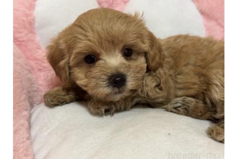 成約済の岐阜県のマルプー:マルチーズ×トイプードル-375880の2枚目