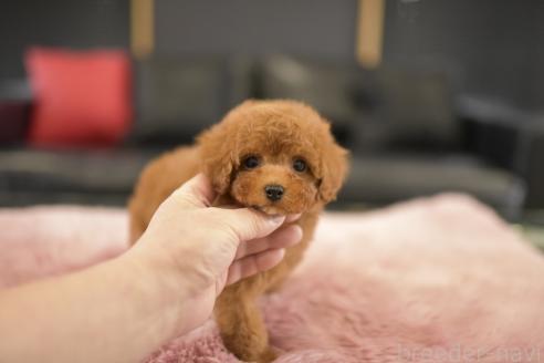 成約済の茨城県のタイニープードル-379121の5枚目