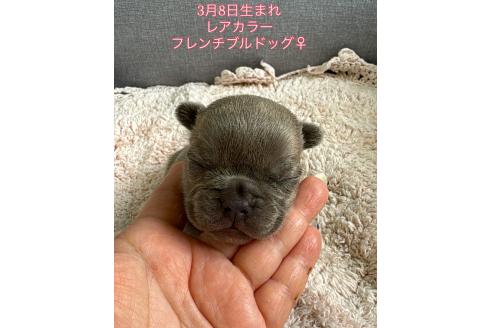 販売中の千葉県のフレンチブルドッグ-379134の21枚目