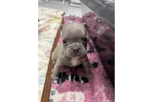 販売中の千葉県のフレンチブルドッグ-379134の18枚目