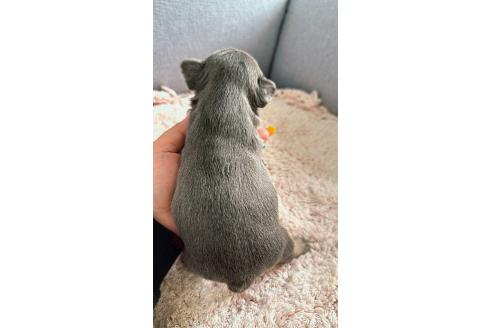販売中の千葉県のフレンチブルドッグ-379141の22枚目