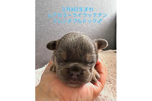 販売中の千葉県のフレンチブルドッグ-379141の21枚目
