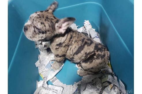 成約済の佐賀県のミックス犬-379146の5枚目
