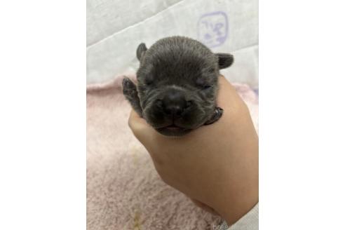 成約済の千葉県のフレンチブルドッグ-379147の9枚目