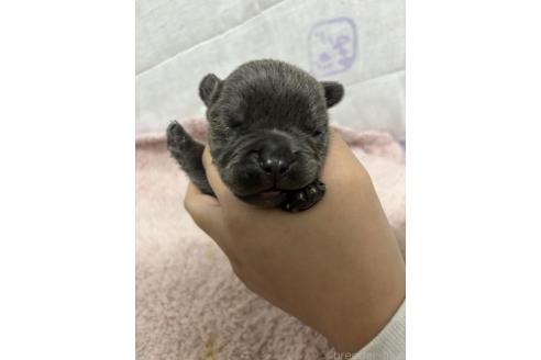 成約済の千葉県のフレンチブルドッグ-379147の8枚目