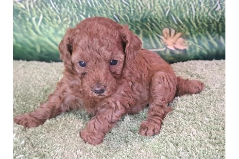成約済の愛知県のトイプードル-377683の16枚目