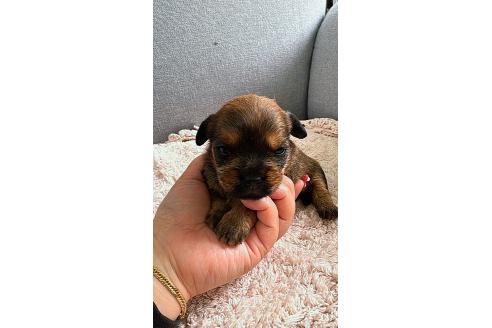 販売中の千葉県のミックス犬-379172の16枚目
