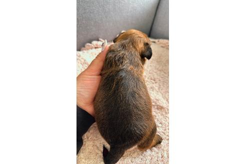 販売中の千葉県のミックス犬-379172の15枚目