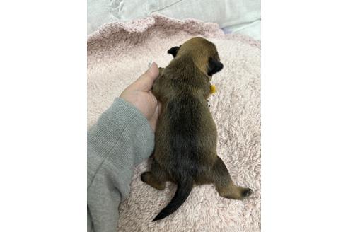販売中の千葉県のミックス犬-379172の12枚目