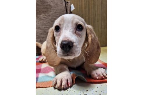 販売中の神奈川県のミックス犬-369494の13枚目