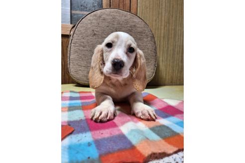 販売中の神奈川県のミックス犬-369494の11枚目