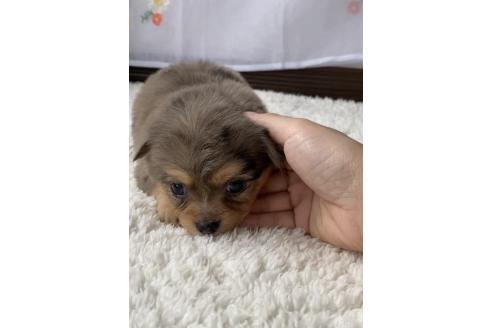 成約済の福岡県のポメチワ:ポメラニアン×チワワ-379188の3枚目