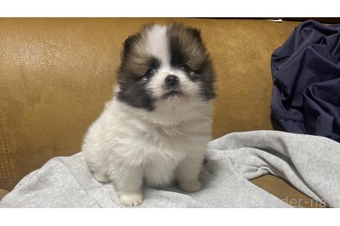 成約済の大分県のポメラニアン-379192の1枚目