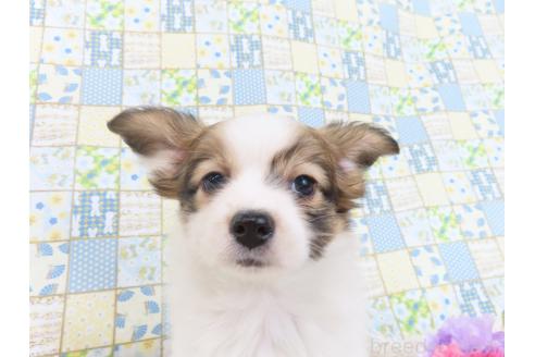 成約済の千葉県のパピヨン-371217の3枚目