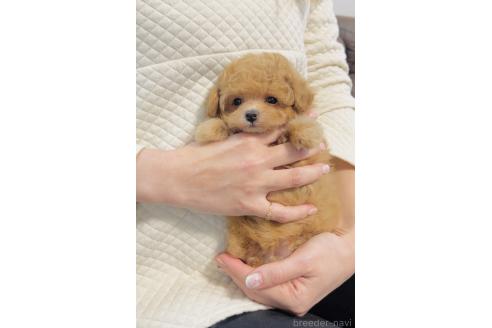 成約済の福岡県のティーカッププードル-379208の9枚目