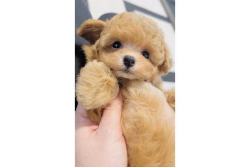 成約済の福岡県のティーカッププードル-379208の7枚目