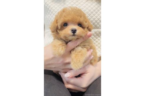 成約済の福岡県のティーカッププードル-379208の6枚目