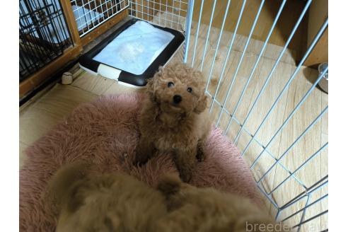 成約済の長野県のトイプードル-377136の2枚目