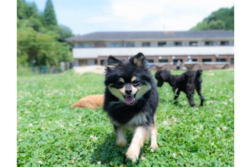成約済の千葉県のチワワ(ロングコート)-372419の2枚目