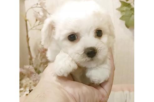 成約済の愛知県のビションフリーゼ-379234の8枚目