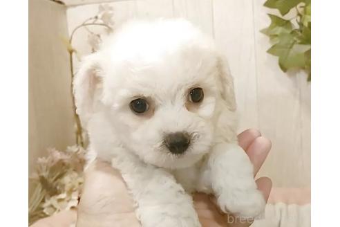 成約済の愛知県のビションフリーゼ-379234の7枚目