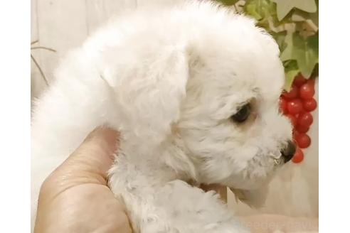 成約済の愛知県のビションフリーゼ-379234の6枚目