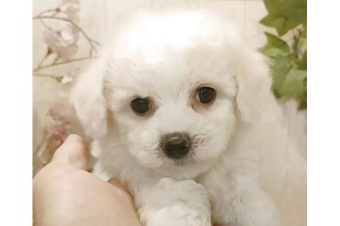 成約済の愛知県のビションフリーゼ-379234の4枚目