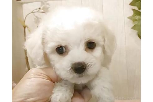 成約済の愛知県のビションフリーゼ-379234の2枚目