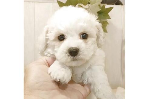 販売中の愛知県のビションフリーゼ-379235の7枚目
