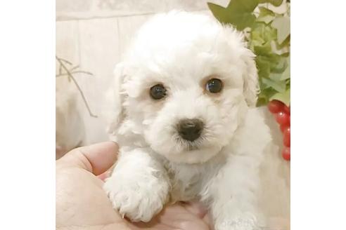 販売中の愛知県のビションフリーゼ-379235の6枚目