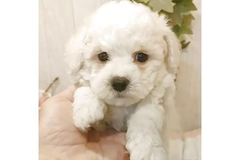 販売中の愛知県のビションフリーゼ-379235の5枚目