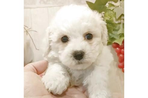 販売中の愛知県のビションフリーゼ-379235の4枚目