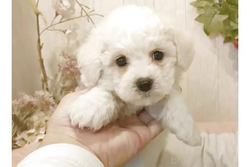 販売中の愛知県のビションフリーゼ-379235の2枚目