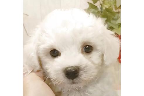 成約済の愛知県のビションフリーゼ-379236の6枚目