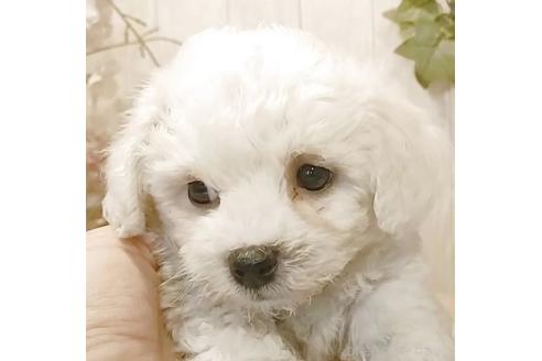 成約済の愛知県のビションフリーゼ-379236の5枚目