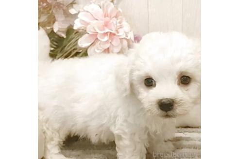 成約済の愛知県のビションフリーゼ-379236の4枚目