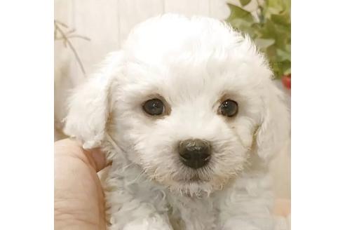 成約済の愛知県のビションフリーゼ-379236の3枚目