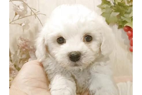 成約済の愛知県のビションフリーゼ-379236の2枚目