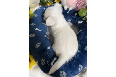 成約済の福岡県のチワワ(ロングコート)-378307の7枚目