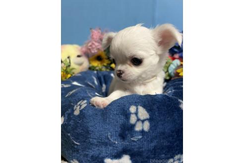 成約済の福岡県のチワワ(ロングコート)-378307の5枚目