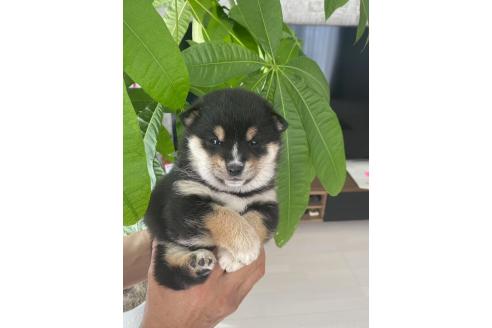 成約済の茨城県の豆柴-379246の6枚目