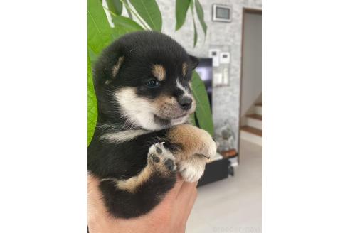 成約済の茨城県の豆柴-379246の3枚目