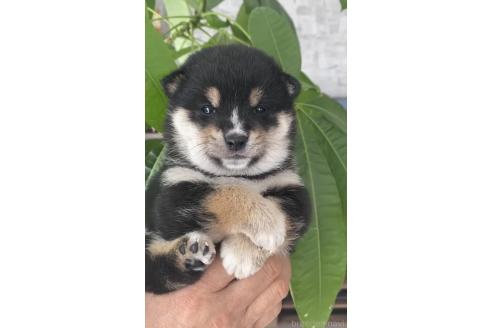 成約済の茨城県の豆柴-379246の2枚目